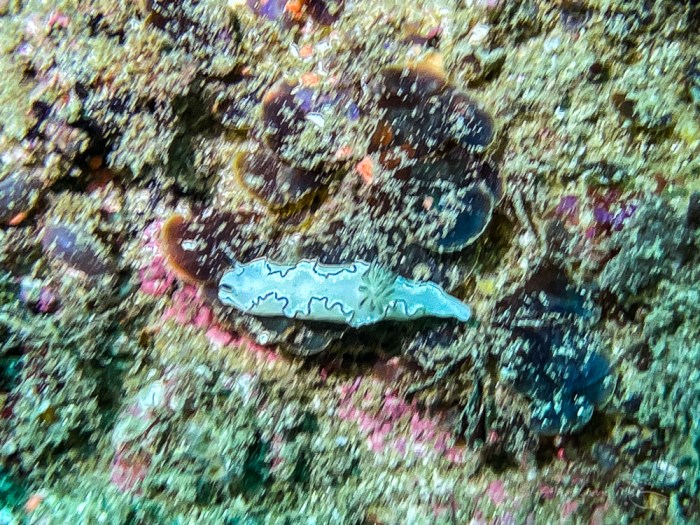 Black margined Nudibranch