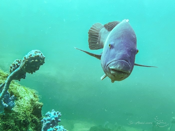 Blue Groper, Jervis Bay