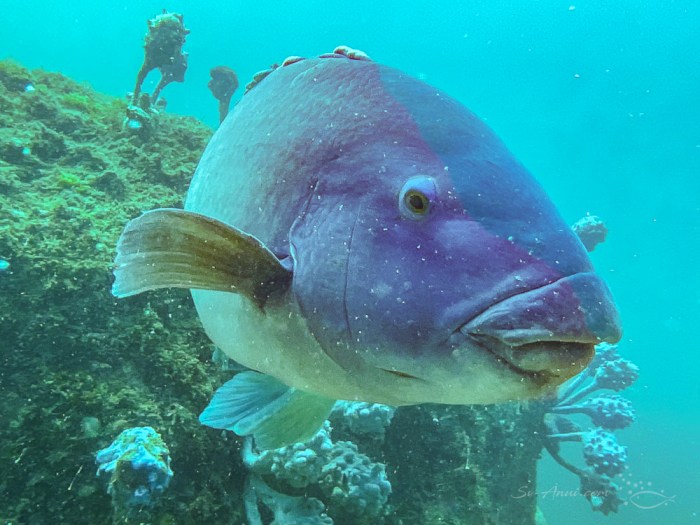Blue Groper, Jervis Bay