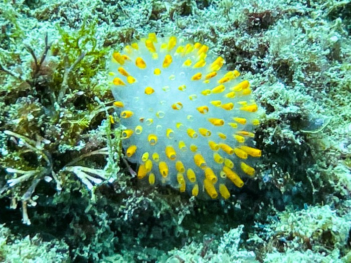 Magnificent Ascidian, Jervis Bay