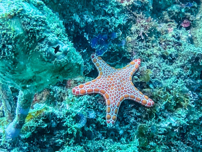 Biscuit Star, Jervis Bay