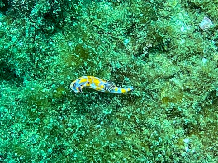 Sweet Ceratosoma Nudibranch, Jervis Bay