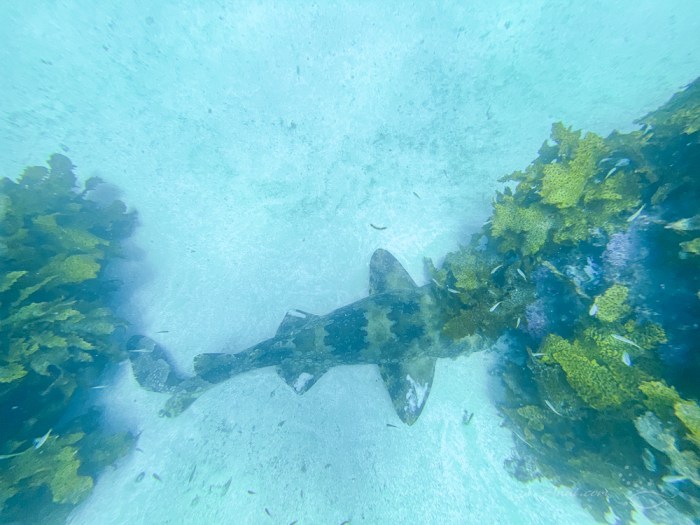 Banded Wobbegong, Jervis Bay
