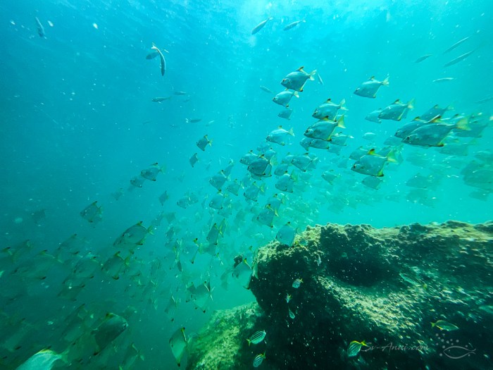 School of Diamond Batfish