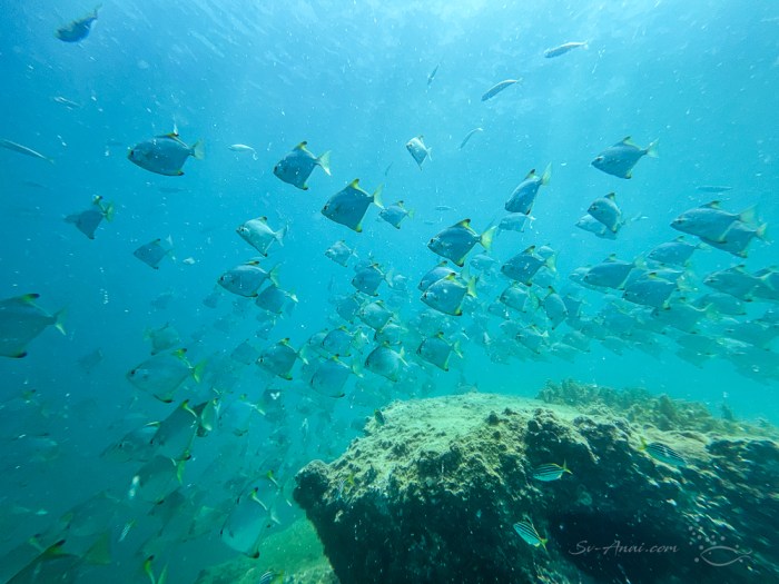 Diamond Batfish school, Jervis Bay