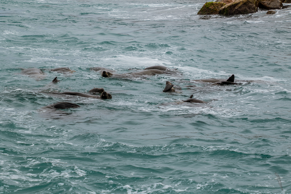 Seals at the Entrance