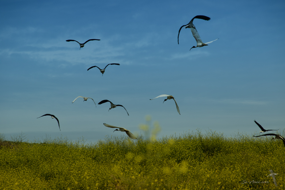 Ibises on Woolamai Hill