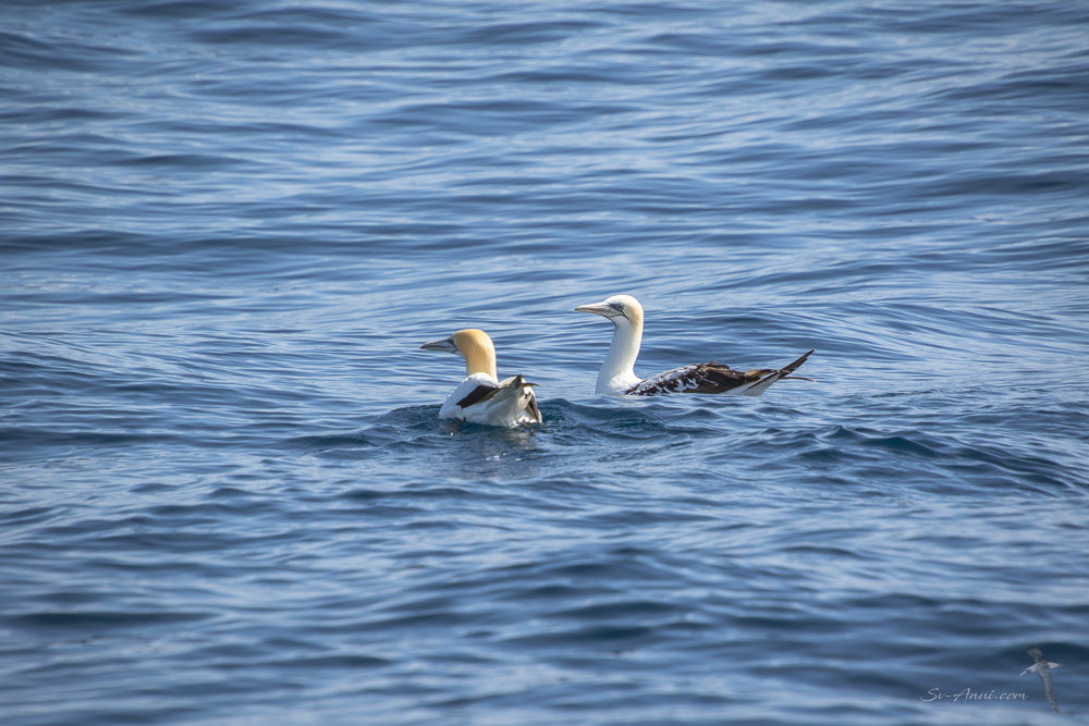 Australian Gannets