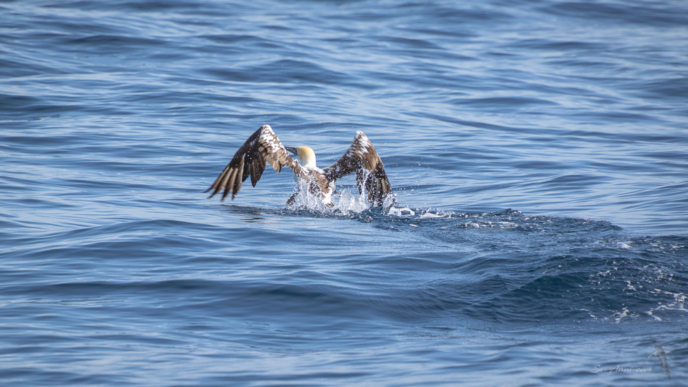 Gannet launching