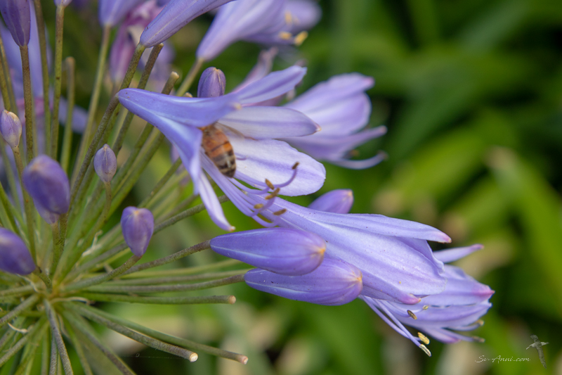 Agapanthus and bee