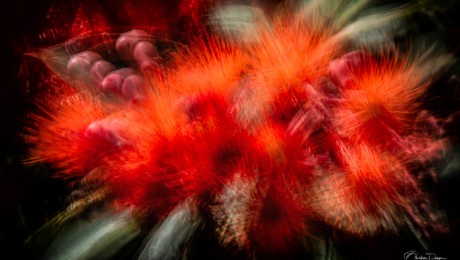 Eucalyptus Corymbia ficifolia - ICM