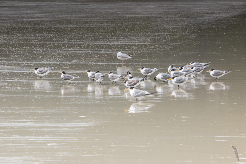Tern at Oberon Bay