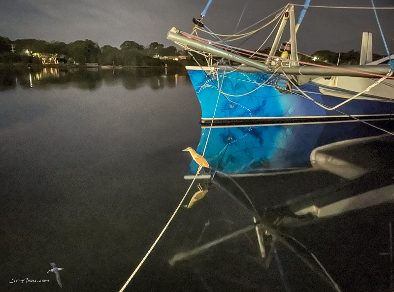 Nankeen Night Heron on Anui's mooring line