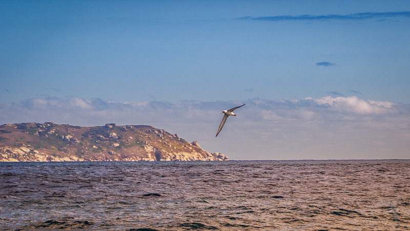 Shy Albatross off Wilson's Promontory