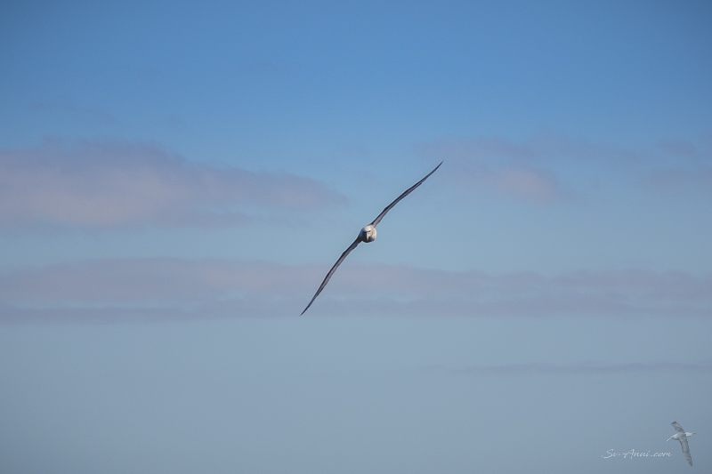 Shy Albatross off Wilson's Promontory