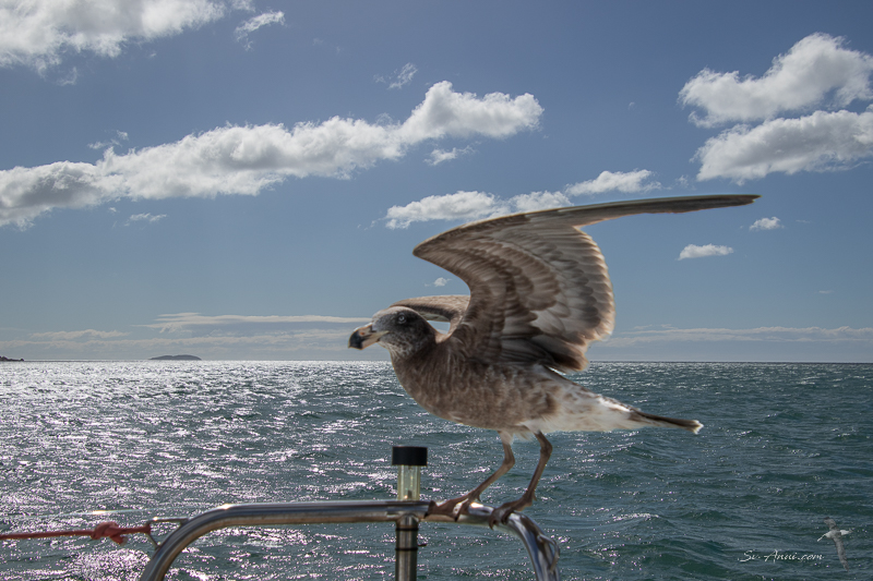 Juvenile Pacific Gull