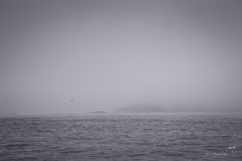 The Rip in fog