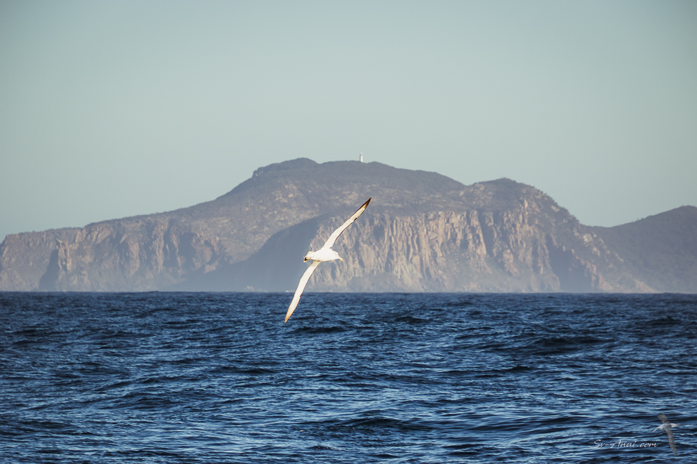 Shy albatross soaring, with Deal Island in the background