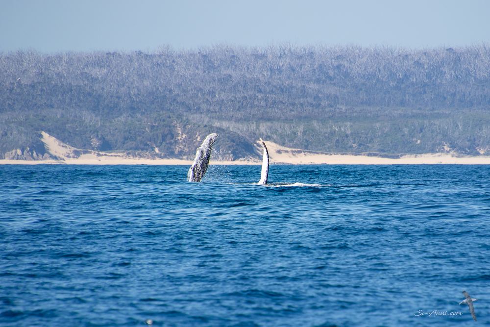 Whale action