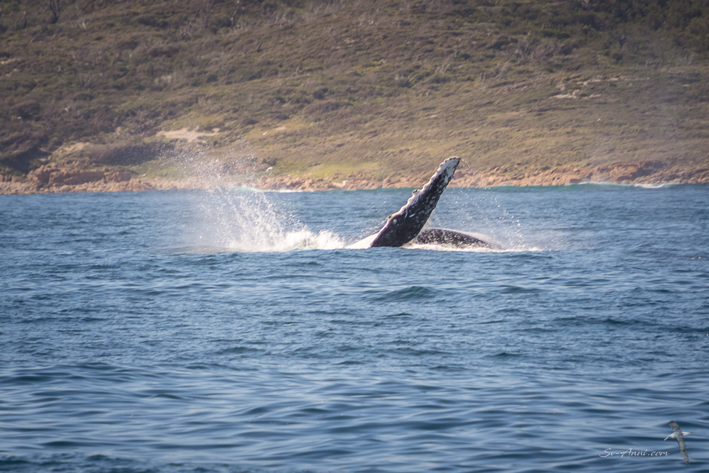 Whale action