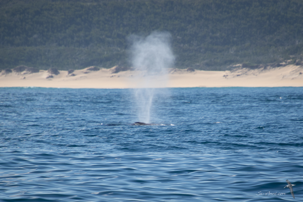 Whale action