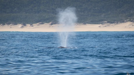 Whale action
