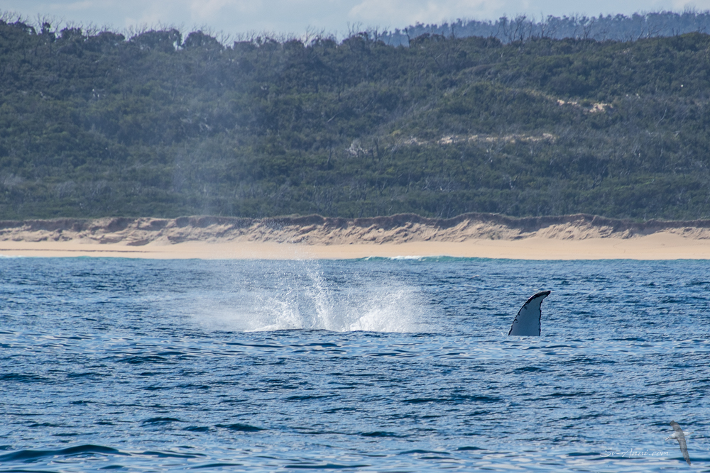 Whale action