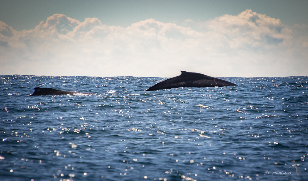 Humpback Whale mother and calf