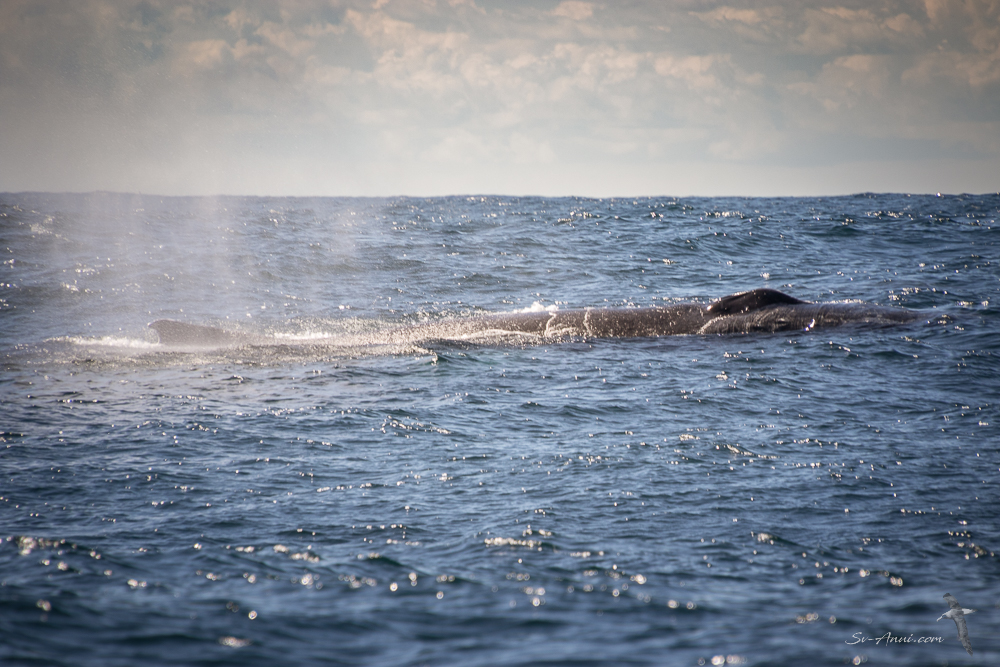 Pod of Humpback Whales