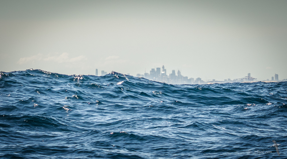 Sydney in between swell lines
